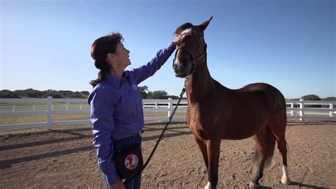 youtube horse training